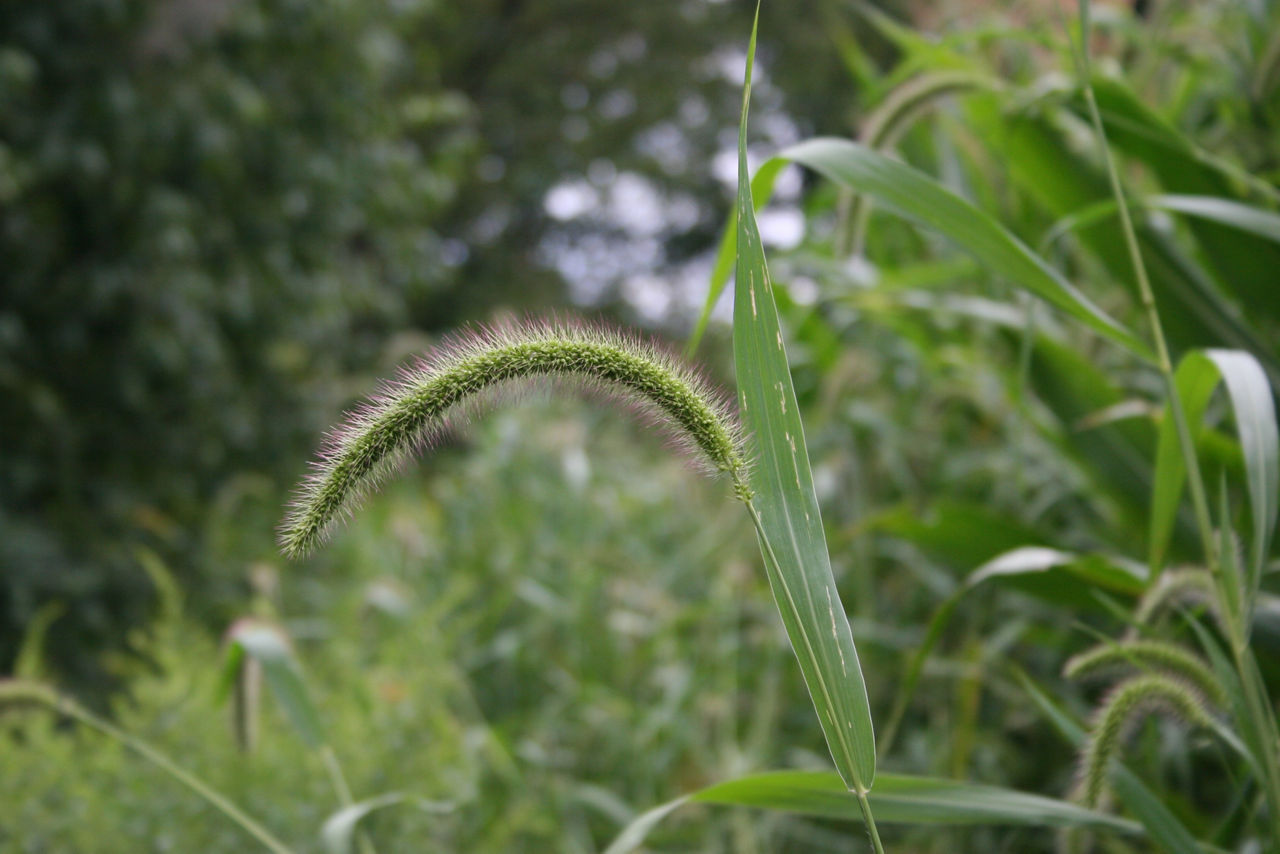 Giant Foxtail Seedhead